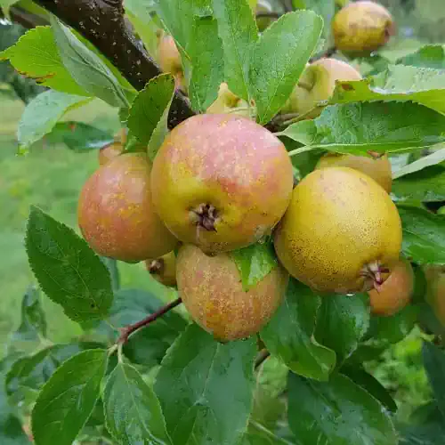 Herefordshire Russet